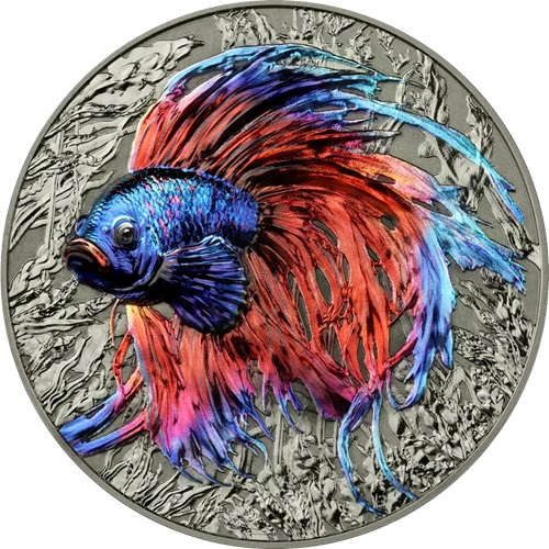 5 Dollars 2024 Niue BU farbená High Relief 2 Oz Ag, Betta Fish